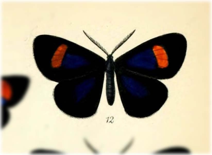 Sangalopsis paterna