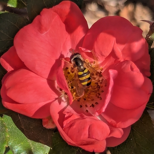 Unknown species found near Hutchinson Island, Savannah, GA, USA