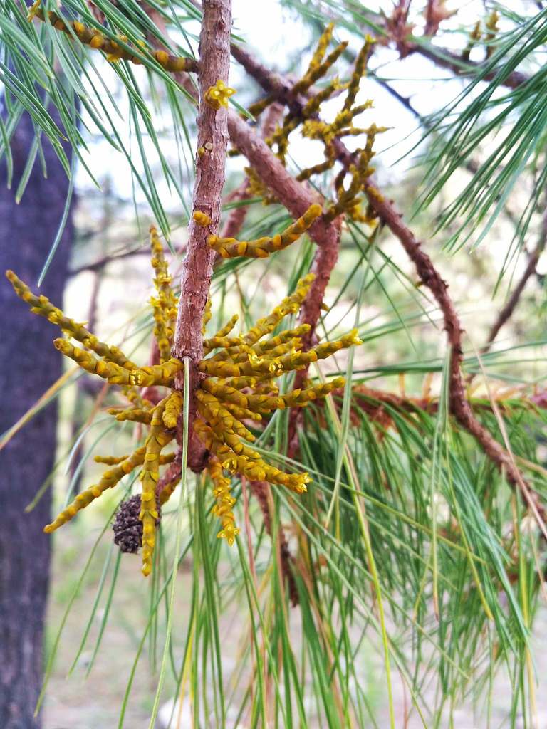 Unbranched Dwarf-Mistletoe