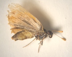 Ancyloxypha numitor