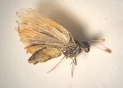 Ancyloxypha numitor