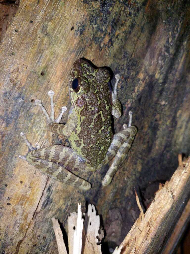 Kongkang kerinci (Sumaterana crassiovis)
