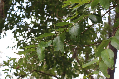 Lendia (Lagerstroemia parviflora)