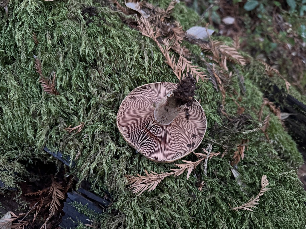 Lactarius rubrilacteus · November 2025 · photo: © travis566 (iNaturalist, cc-by)