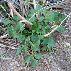 Lomatium lucidum