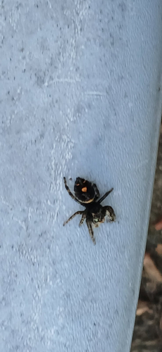 Bold Jumping Spider photographed in Indiana