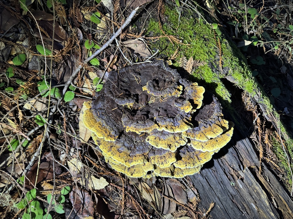 Phaeolus hispidoides · November 2025 · photo: © travis566 (iNaturalist, cc-by)