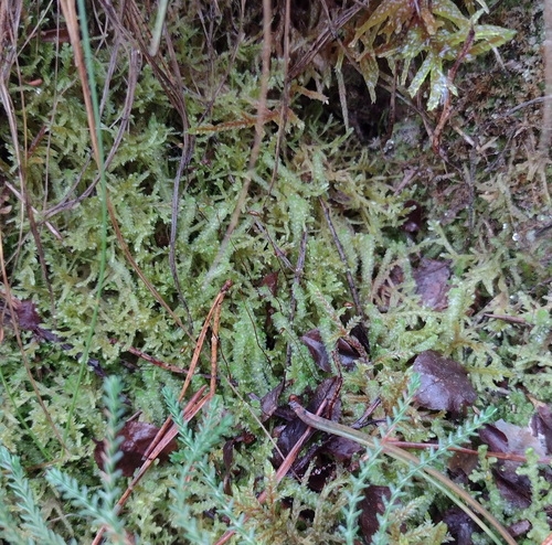 Greater Pawwort (Barbilophozia lycopodioides)