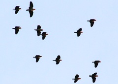 Amazona viridigenalis