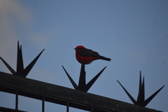 Pyrocephalus rubinus