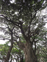 Castanopsis sieboldii