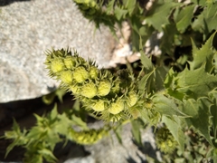 Ambrosia ilicifolia