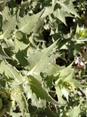 Ambrosia ilicifolia