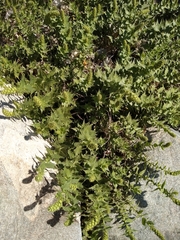 Ambrosia ilicifolia