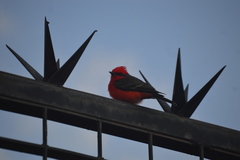 Pyrocephalus rubinus