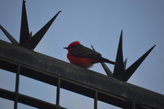 Pyrocephalus rubinus