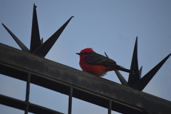 Pyrocephalus rubinus