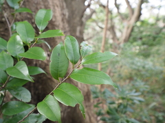 Castanopsis sieboldii