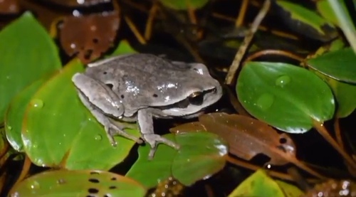 Iberian Tree Frog, Pontevedra, España, photo 8 of 10
