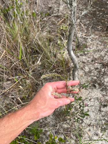false fennel (Eupatorium leptophyllum)