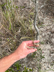 Eupatorium leptophyllum