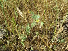 Ornithopus compressus