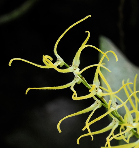 Stelis sclerophylla