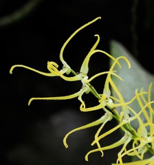 Stelis sclerophylla