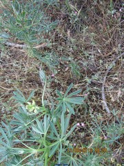 Lupinus gredensis