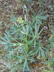 Lupinus gredensis