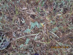 Ornithopus compressus