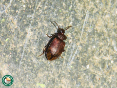 Anaedus