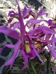 Laelia