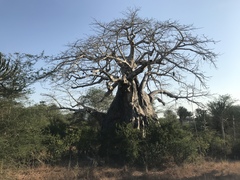 Adansonia