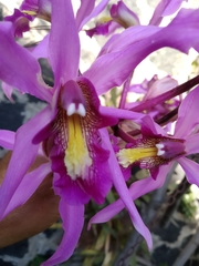 Laelia