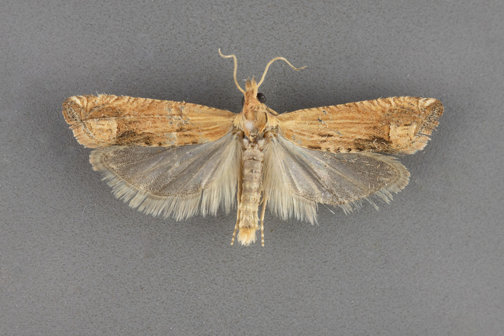 Eucosma browni