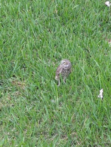 View observation of {o.common_name} on iNaturalist