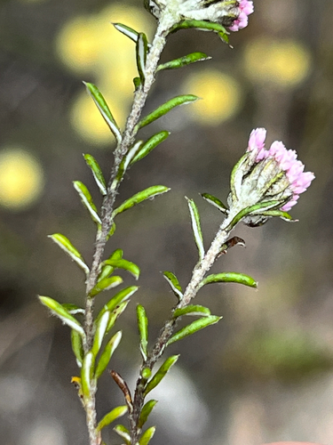 Tooth Blombush (Metalasia serrata)