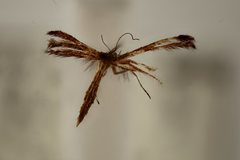 Stenodacma wahlbergi