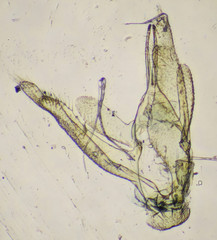 Stenodacma wahlbergi