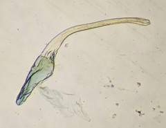 Stenodacma wahlbergi