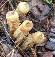 Calostoma ravenelii microsporum