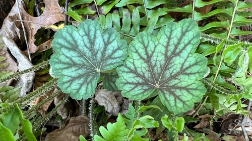 Heuchera americana
