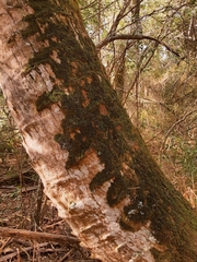 Sematophyllum adnatum