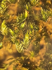 Sematophyllum adnatum