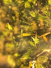 Sematophyllum adnatum