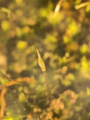 Sematophyllum adnatum