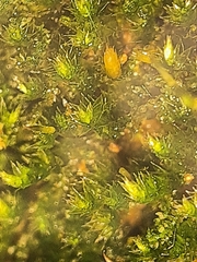 Sematophyllum adnatum