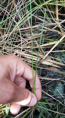 Paspalum monostachyum