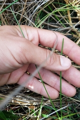 Paspalum monostachyum